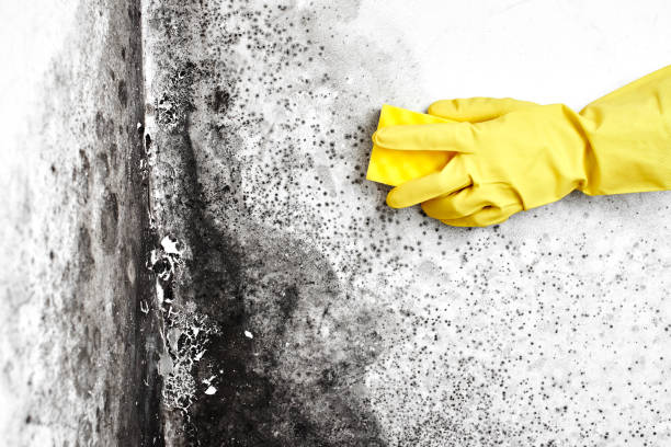 Best DIY Mold Remediation Support Services in Springdale, NC